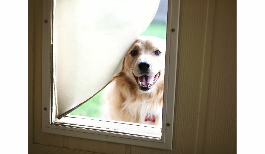 Boost Security and Convenience with Pet Doors