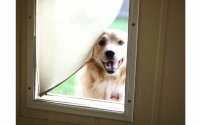 Boost Security and Convenience with Pet Doors